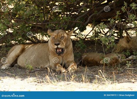 Lion Pride Sleeping Stock Photography - Image: 36478972