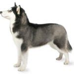 7 Things You Need To Know About The Siberian Husky - Animalso