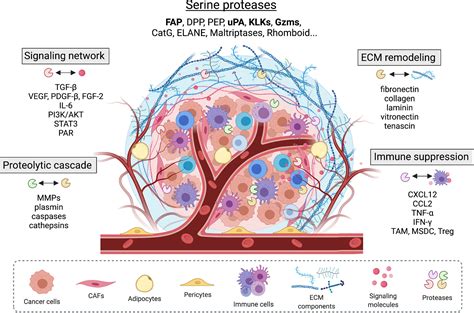 Frontiers | Role of Serine Proteases at the Tumor-Stroma Interface