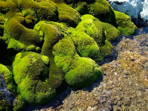 The extraordinary Antarctic plants with superhero powers