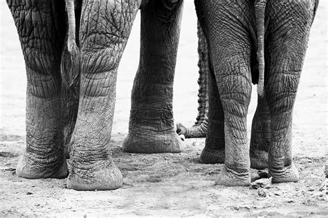 Elephant Feet Photograph by Amanda Stadther - Pixels