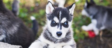 6 Best Husky Breeders In Connecticut: (2024 Update!) – My Happy Husky