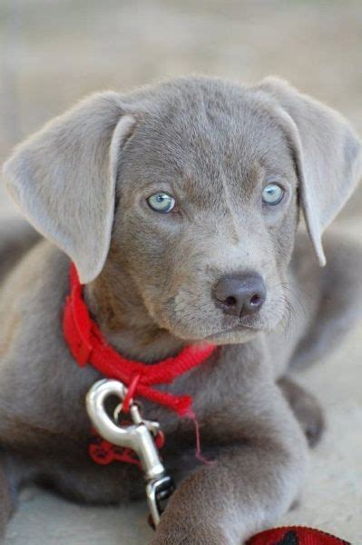 Gorgeous Silver Labmaraner | Cute animals, Puppies, Cute dogs