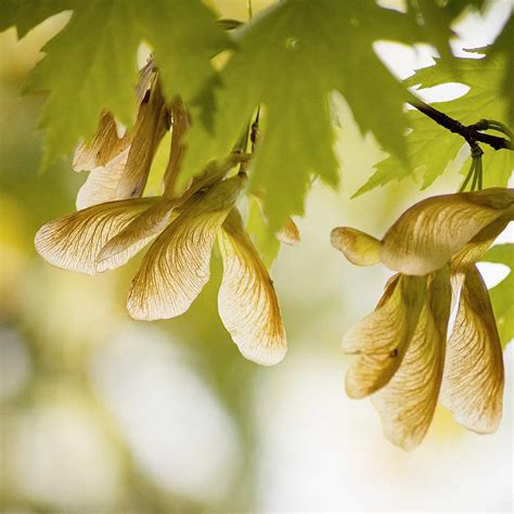 11 Types of Trees with Helicopter Seeds (Samara Fruit)