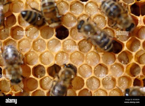 Honey bees and larvae on a frame in a bee hive Stock Photo - Alamy