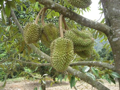 Durian: Durio zibethinus | Plantas, Jardines, Huerto