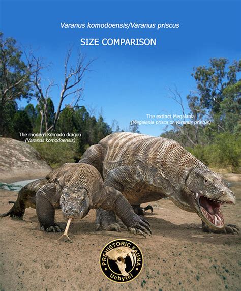 Megalania and Komodo dragon (size comparison) by Rom-u on DeviantArt