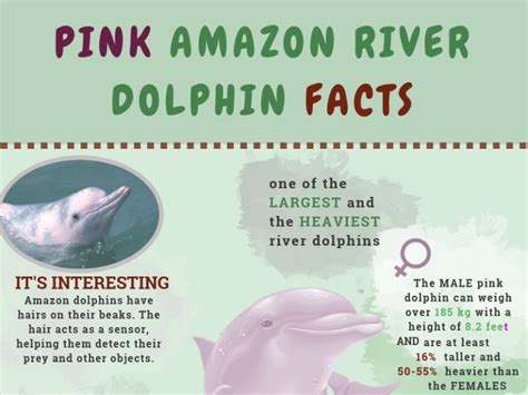 Pink amazon river dolphin facts