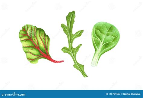 Watercolor Fresh Green Salad Leaf Stock Illustration - Illustration of spinach, fresh: 116751597