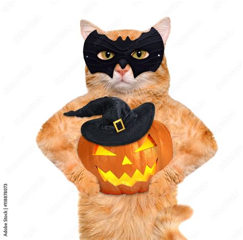 Cat wearing costume for halloween with a pumpkin. Isolated on white ...