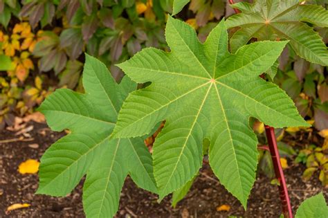 Castor oil plant: planting, care & toxicity - Plantura