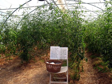 local organic farm | pick your own organic tomatoes | Vilseskogen | Flickr