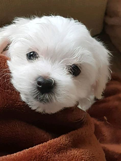 SOLD Pure bred Maltese Terrier Puppies 1 boy left | in Paisley ...