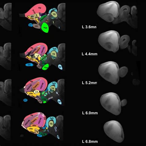 3-D rendering of the Nile crocodile brain and structures identified... | Download Scientific Diagram