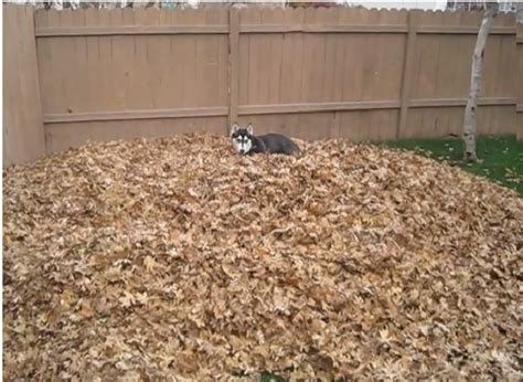 That Is So Awesome: Siberian Husky Having All Kinds Of Fall FUN! - Snow Addiction - News about ...