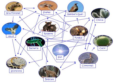 Desert Food Chain Picture : Biological Science Picture Directory – Pulpbits.net