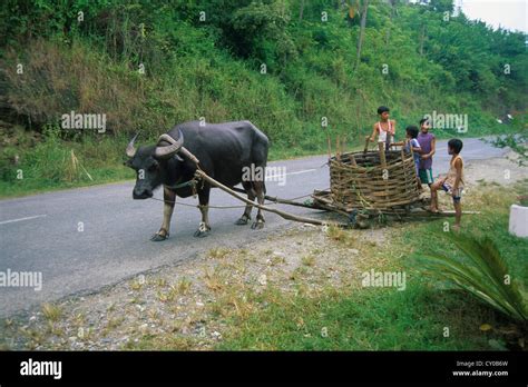 Carabao (Bubalus bubalis), domesticated water buffalo, used to Stock ...