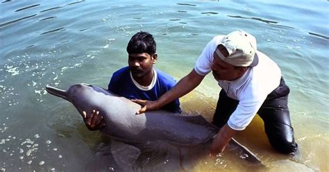 Ganges River Dolphin Extinct