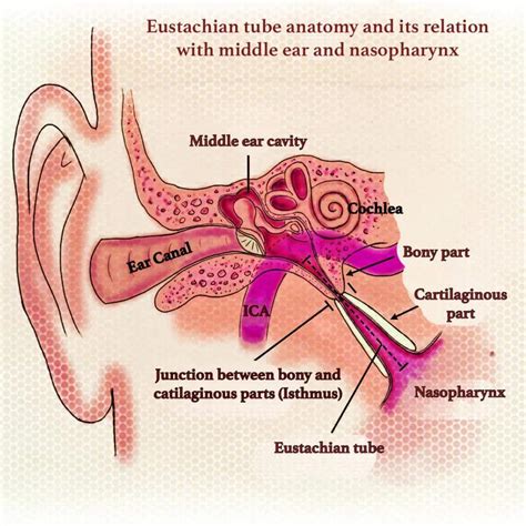 Eustachian Tube Anatomy - Bony and cartilaginous parts, Ostman pad of fat, Isthmus