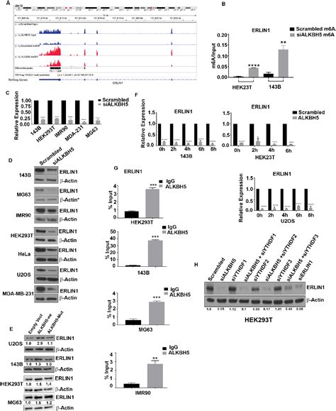 Figure 2 from The RNA Demethylase ALKBH5 Maintains Endoplasmic Reticulum Homeostasis by ...