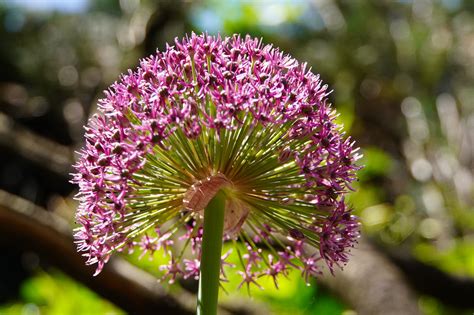 Flower Garlic Blooming - Free photo on Pixabay - Pixabay