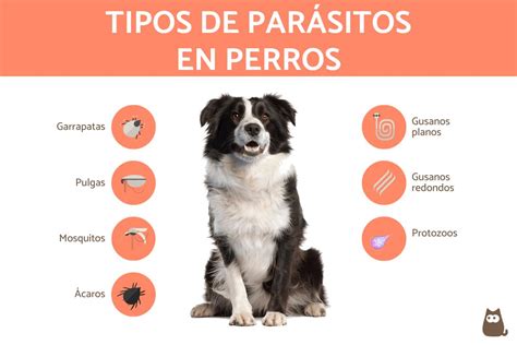 Parasitos En Perros En Forma De Arroz Tratamiento - ReimbursementForm.com