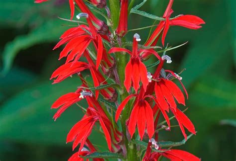 14 Perennials that Attract Hummingbirds for a Colorful Garden