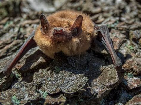 Aberdeenshire sees record wildlife numbers in 'great year' for ...