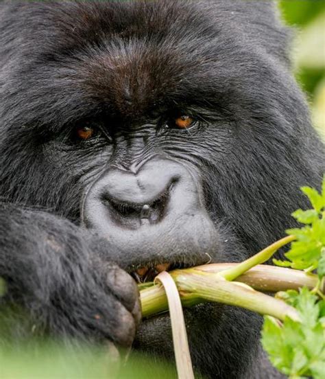 Mountain Gorilla | African Wildlife Foundation