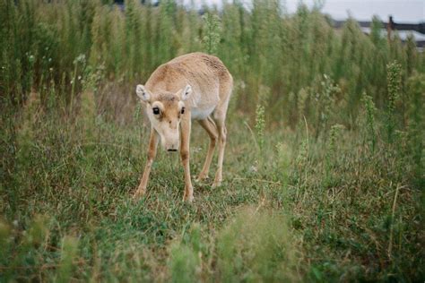 17 Wild Animals in Siberia [Wildlife in Siberia] - kevmrc.com