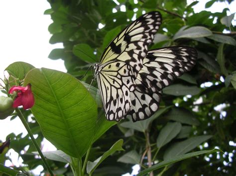 Butterfly Conservatory 8 Free Photo Download | FreeImages