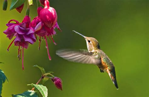 Hummingbird Wallpapers - Top Free Hummingbird Backgrounds - WallpaperAccess