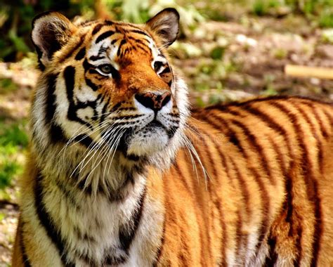 Tiger, Wildlife, Terrestrial Animal, Mammal Picture. Image: 101452978