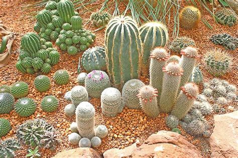 25 Beautiful Cactus Garden Ideas | Trees.com