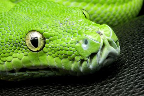 nature, Animals, Yellow Eyes, Snake, Closeup, Green, Skin, Pattern, Reptile, Wildlife Wallpapers ...