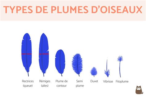 Plumes d'oiseaux - Types et caractéristiques