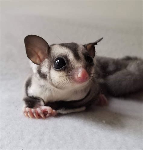 Sugar Glider Animals For Sale | Big Sandy, TN #305759