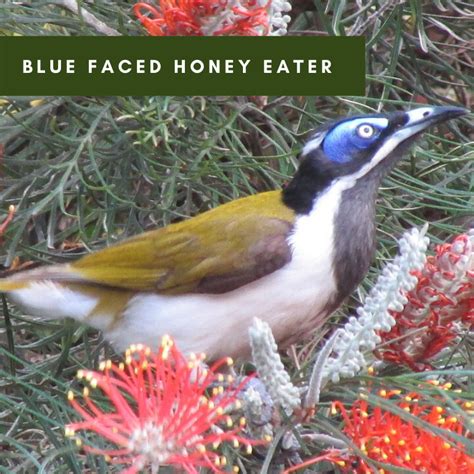 Blue Faced Honeyeater - Hunter Region Landcare Network