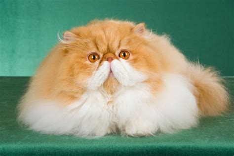 Persian Cat Breed: Size, Appearance & Personality