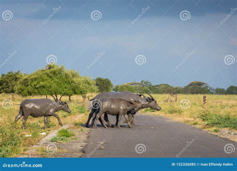 A Group of Buffalo on Their Natural Habitat, Savanna Bekol, Baluran ...