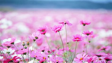 Pink Summer Flowers Wallpapers - Wallpaper Cave