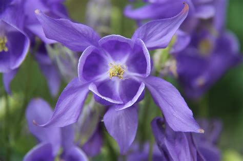 Columbine, garden, blue, nature, flower - free image from needpix.com