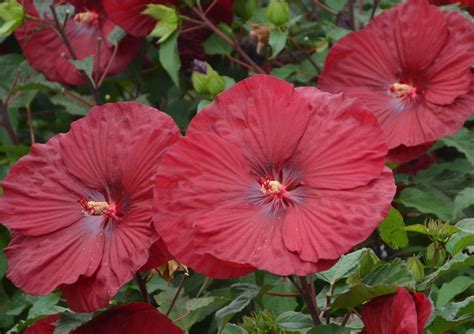 Keeping hardy hibiscus over the winter – Artofit