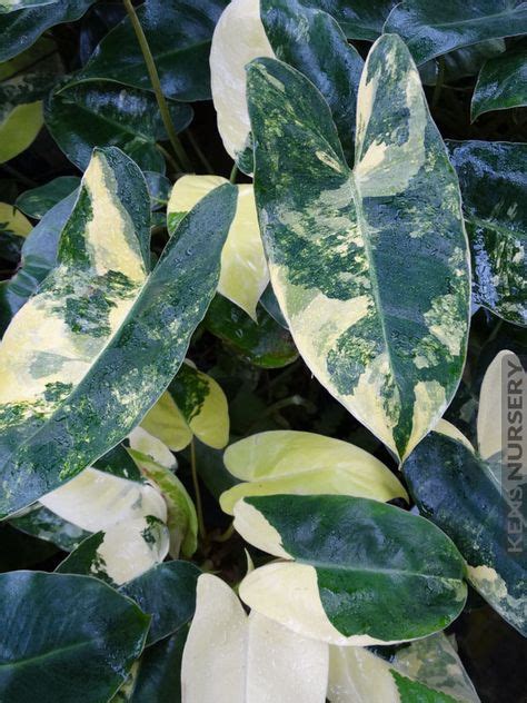 50 Variegated Houseplants ideas | houseplants, plants, variegated