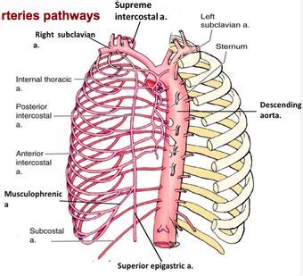 Thorax:Arterial structure:Right and left internal mammary arteries | Arteries anatomy, Arteries ...