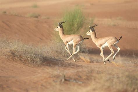 Couple of Gazelles of Thompson Stock Image - Image of background, savannah: 85671177