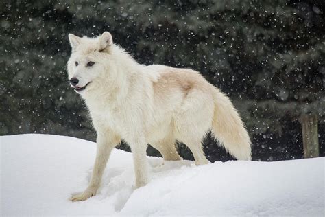 Arctic Wolf in the Snow Photograph by Teresa Wilson - Pixels