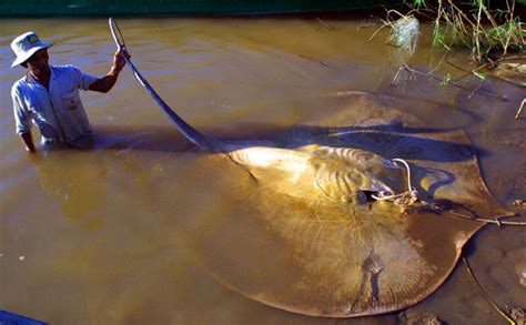 Absurd Creature of the Week: The Half-Ton Giant Freshwater Stingray ...