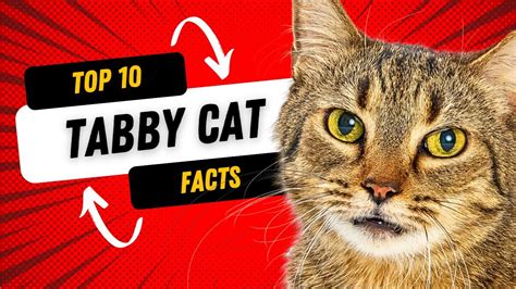 Tabby Cats 101: Top 10 Facts About Tabby Cats - YouTube