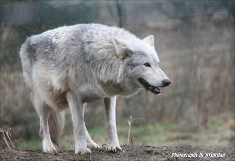 TIMBER WOLF FACTS - TIMBER WOLF - CALIFORNIA FACTS FOR KIDS